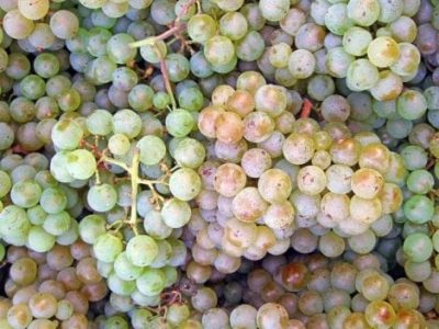 White grapes