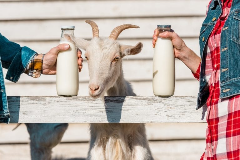 Goat's milk: properties, benefits, price - Gambero Rosso International