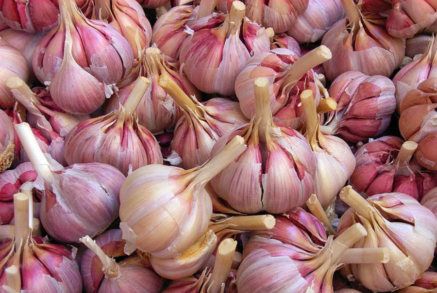 Aglio rosso di Nubia