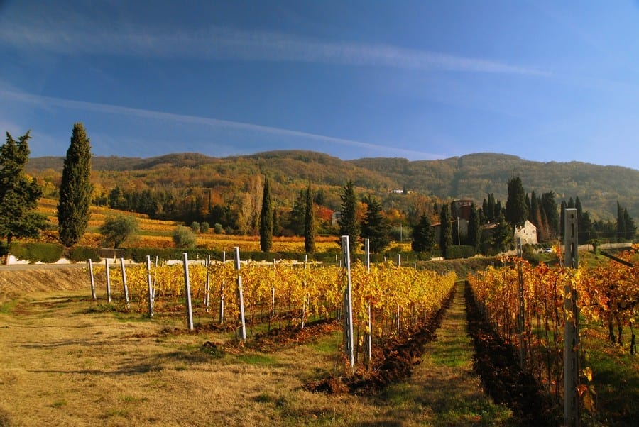 Amarone della Valpolicella. Vigneti 