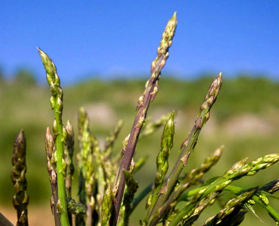 Asparago selvatico calabrese