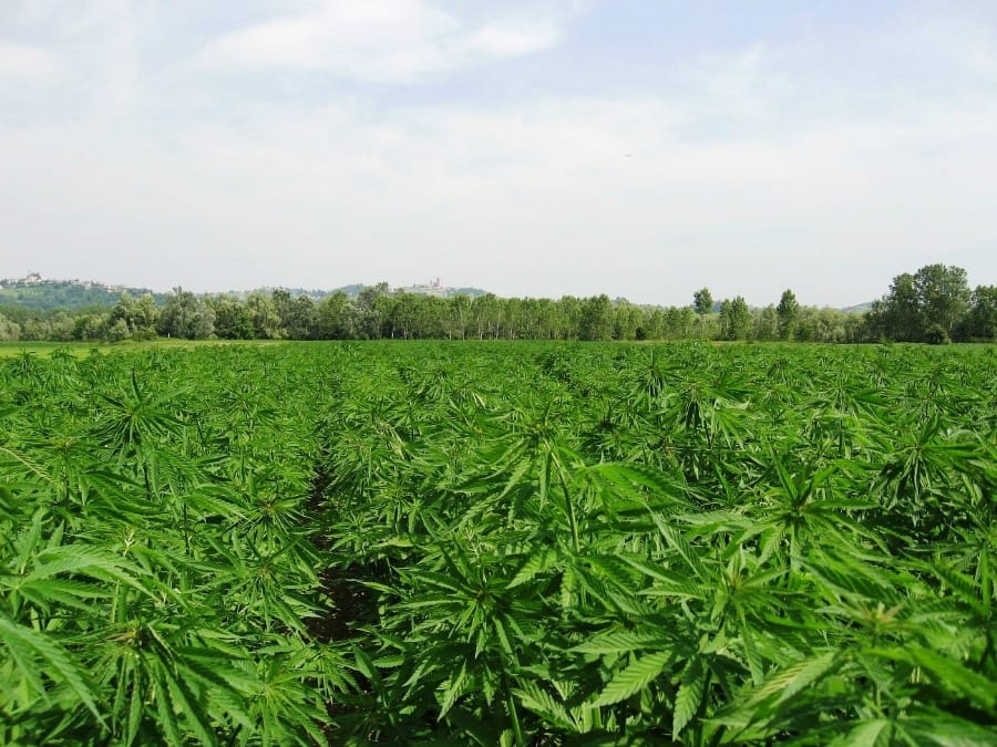 Hemp fields