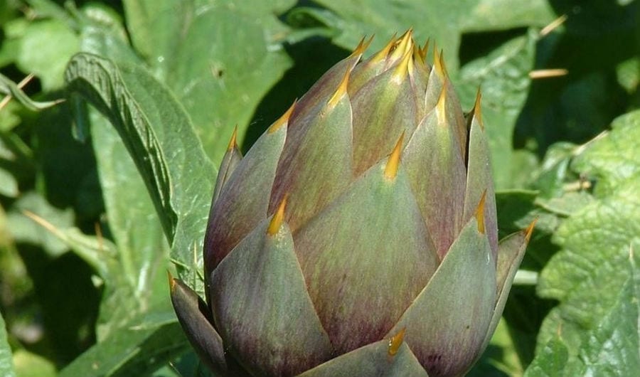 Carciofo spinoso di Menfi