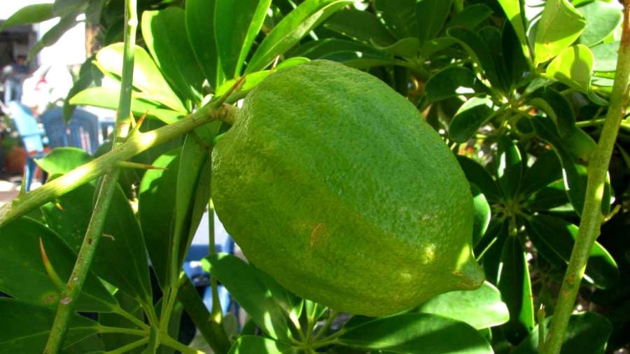 Cedro liscio di Diamante