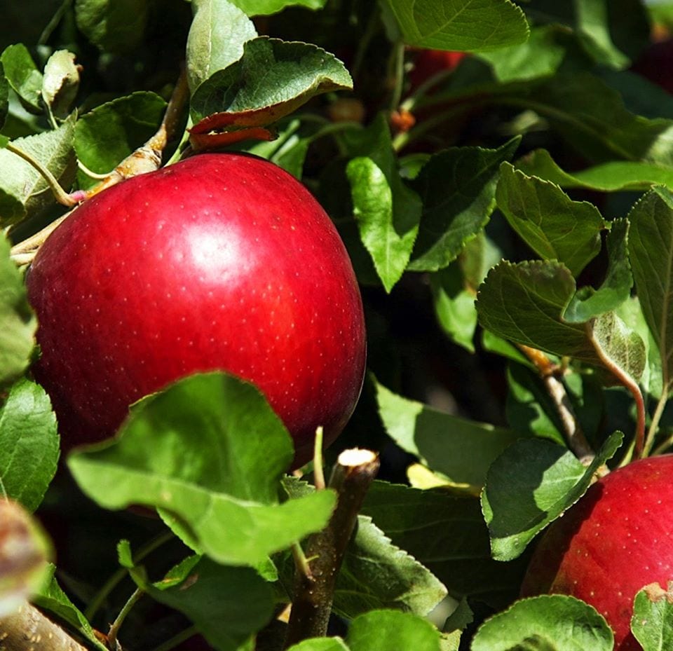 cosmic crisp apple