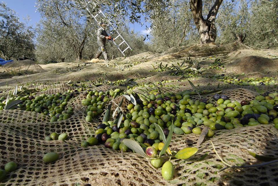 Franci, raccolta olive