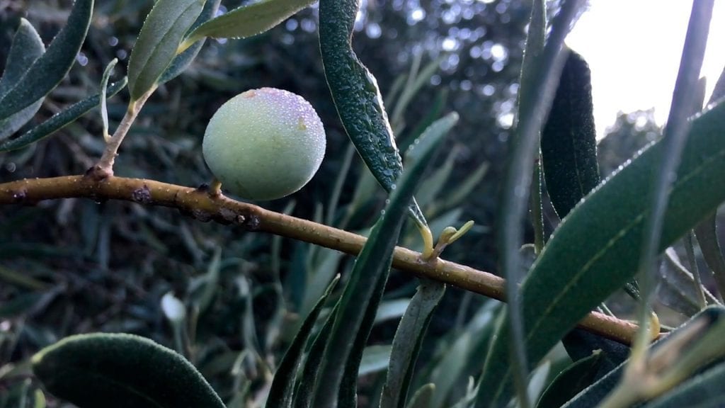 Su Molinu's olive tree