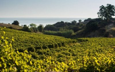 Librandi vineyards