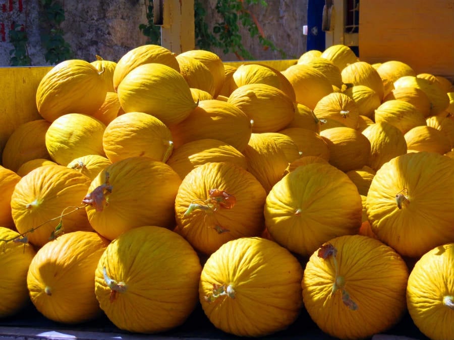 Melone Giallo di Paceco