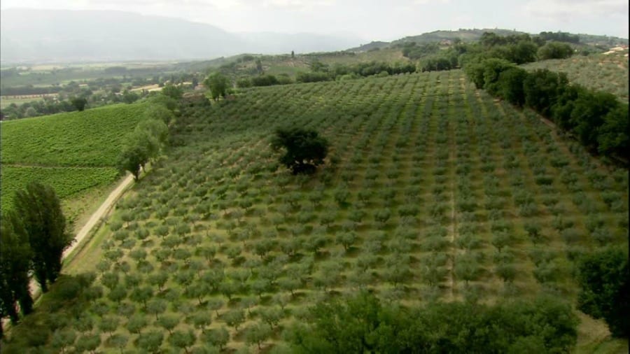 Ulivi, Montefalco