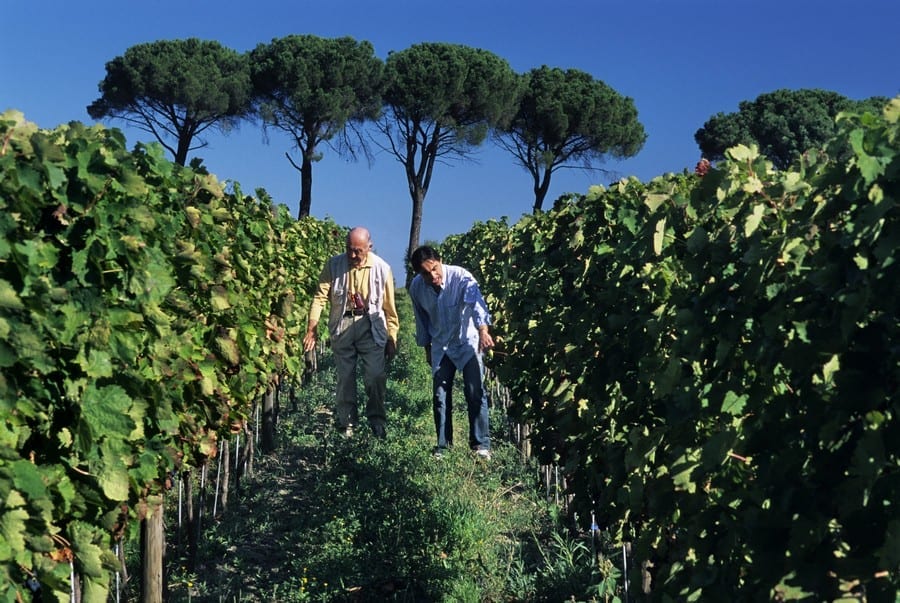 i vigneti dell'azienda Paternoster