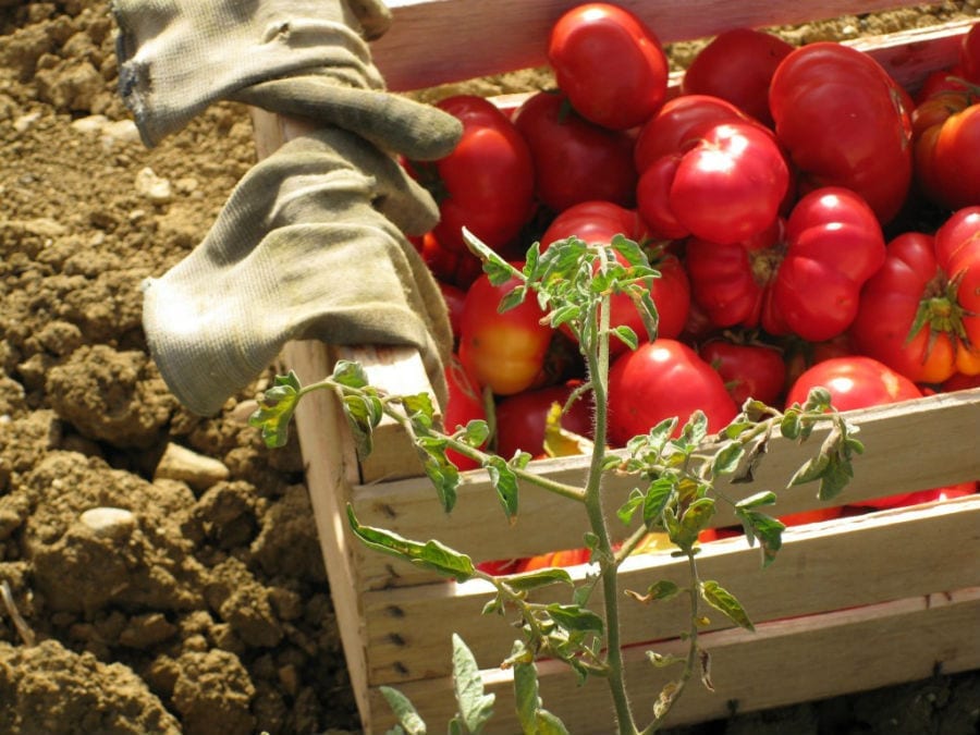 Pomodoro a fiore di Corleone