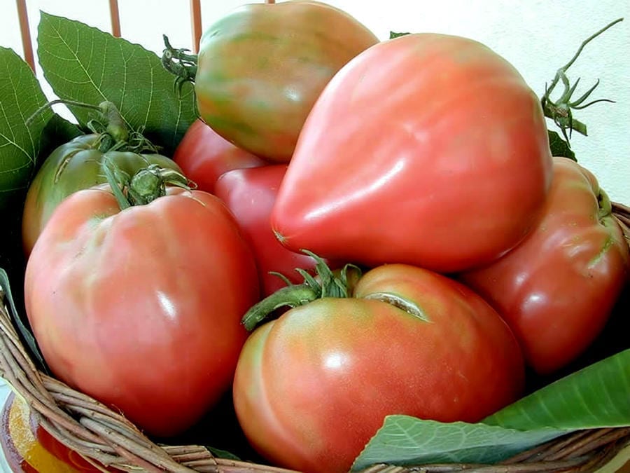 Pomodoro di Belmonte Calabro