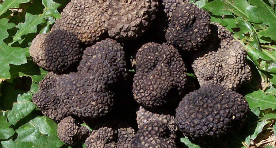 tartufo molisano