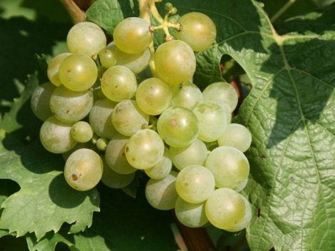 grape