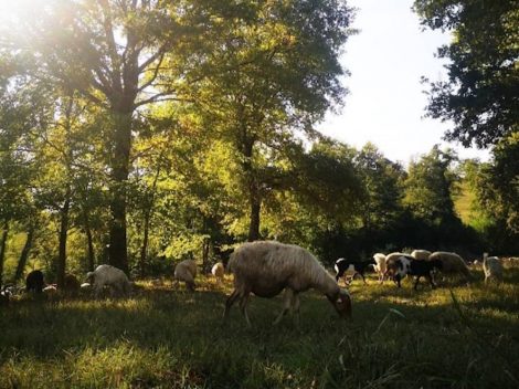 Farmstead cheeses: small producers in Lazio. Caterina Maceroni and Maria Pia