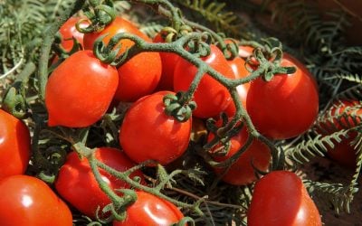 Find out more about pomodorino del piennolo