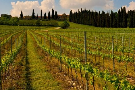 Find out more about Monte del Frà