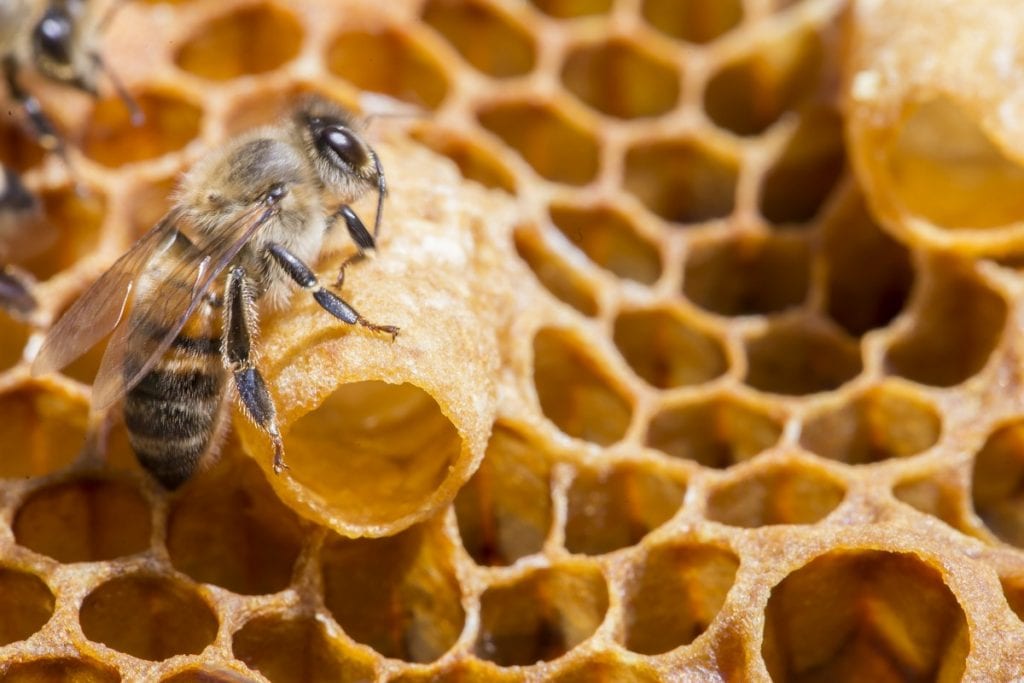 Find out more about pollen, royal jelly, propolis