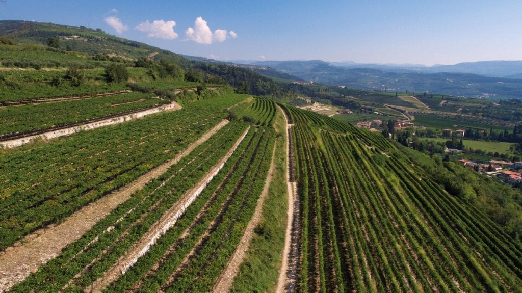 Find out more about Tenuta Piccini