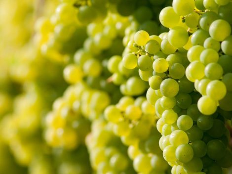 Find out more about Italian grape varieties