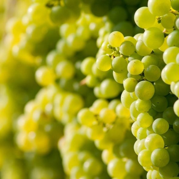 Find out more about Italian grape varieties