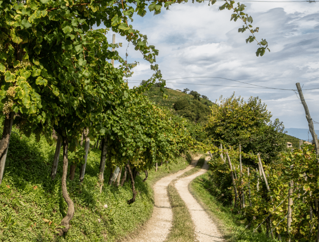 Find out more about La Tordera