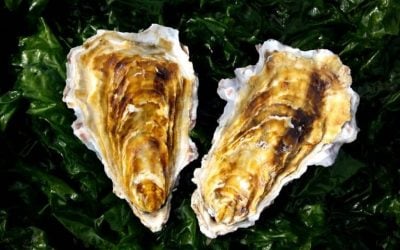 Find more about the Golden Oyster