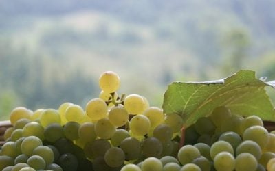 Find out more about Prosecco-Prošek