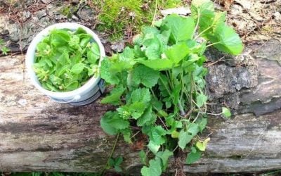 Find out more about the wild cook