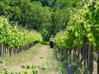 Find out more about the grape harvest 2021