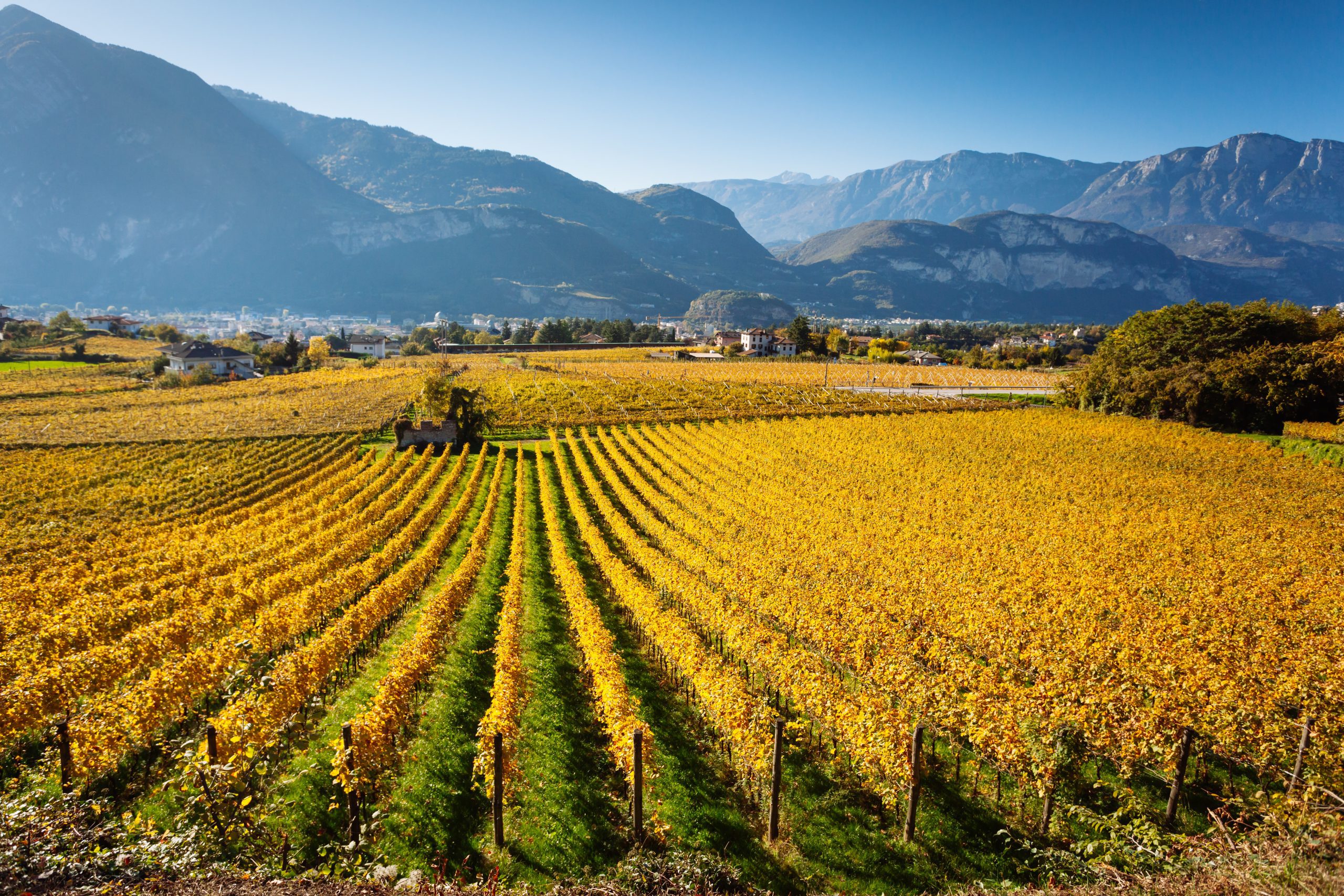 The best wines of Alto Adige Gambero Rosso International