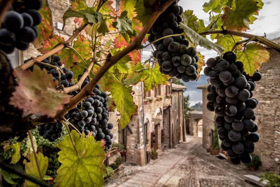 Find out more about Sagrantino’s territory, Montefalco 