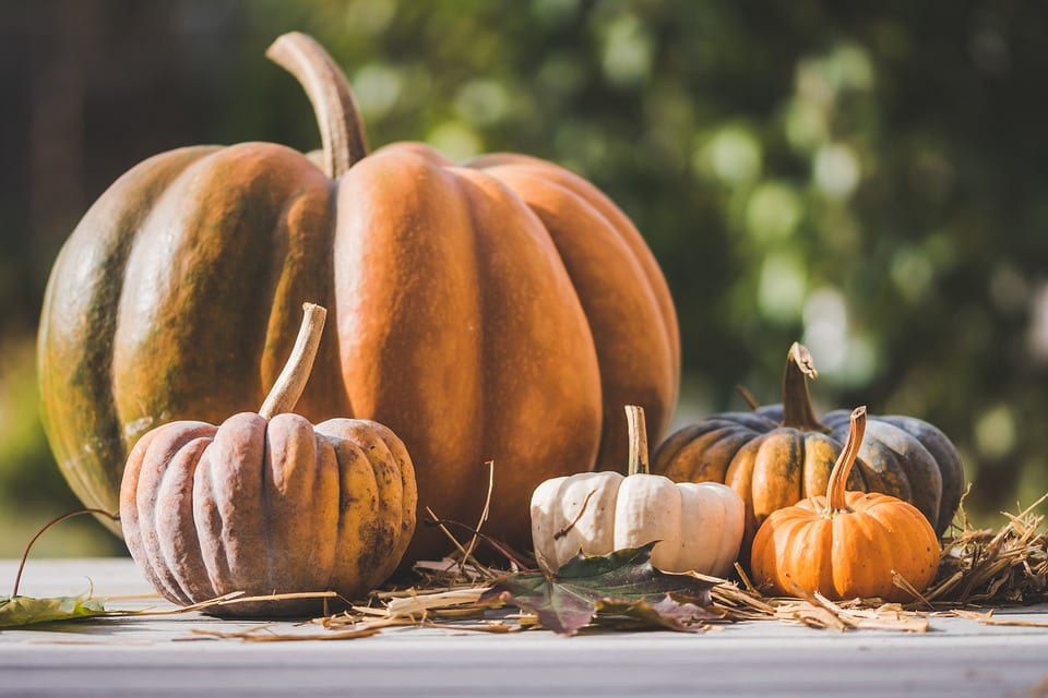 Find out more about traditional Halloween recipes