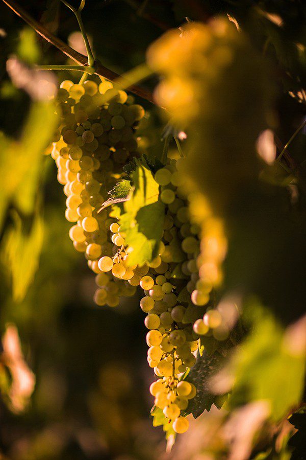 Find out more about Sagrantino’s territory, Montefalco 