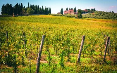Find out more about Bibbiano vertical tasting
