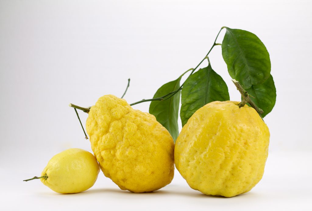 Find out more about citrus fruits