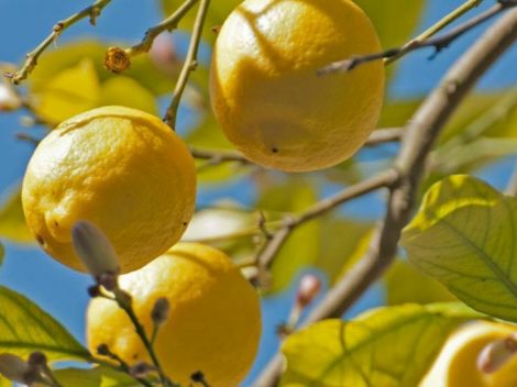 Citrus fruits: interesting facts, nutritional values and uses in the kitchen of the winter fruits