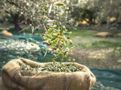 Tre Foglie 2022. The best olive oils from Sardinia