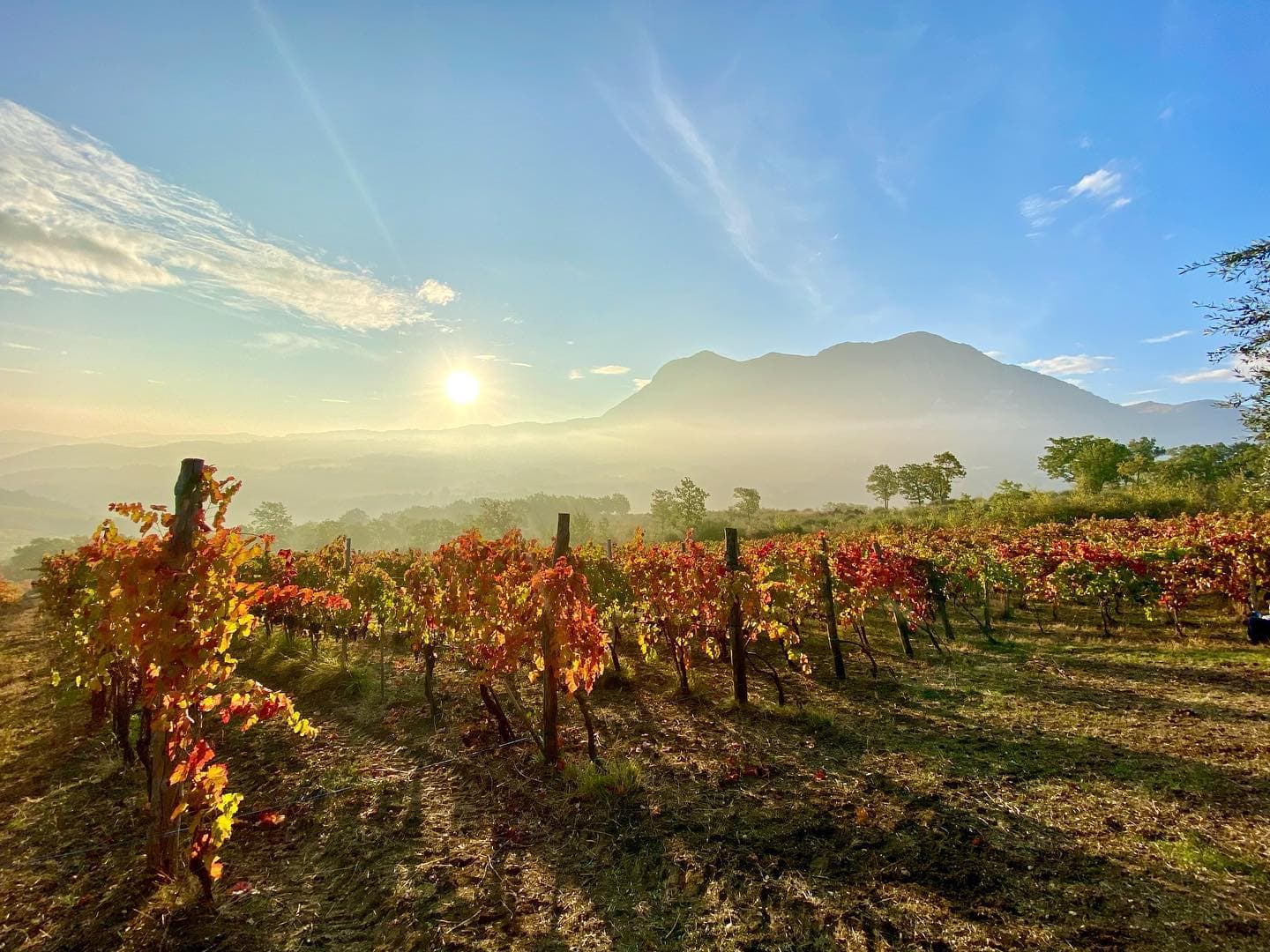 Rare Wines. Whites that need time. Two wines from Campania and Alto ...