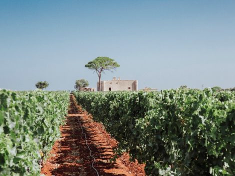 Agricole Vallone, a story of family and viticulture in Puglia