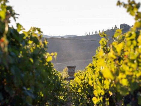 Two rare wines of extreme elegance from Tuscany and Siciliy