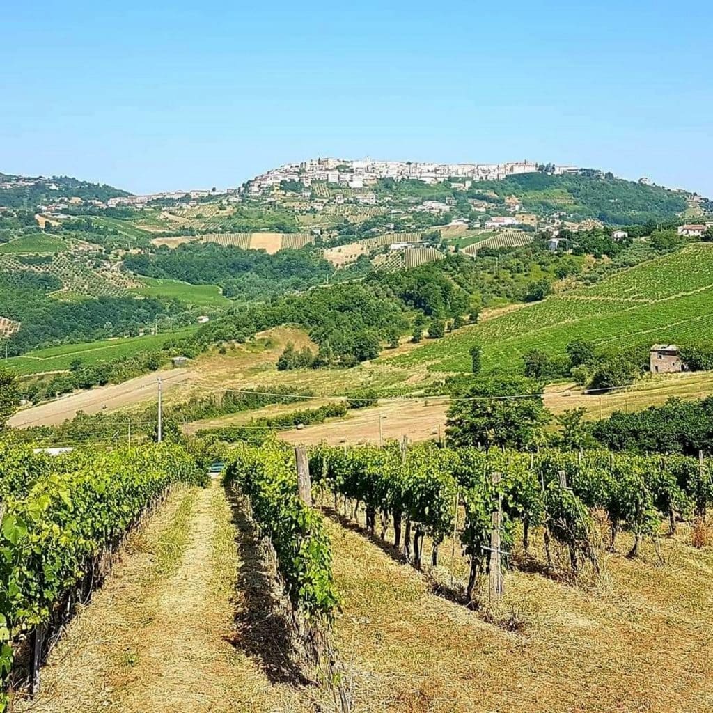 The Best Coda Di Volpe Wines In 4 Labels Under 20 Euros According To 