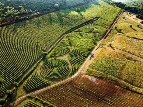 From the vineyard to the world's largest maze comes the wine of ancient Romans