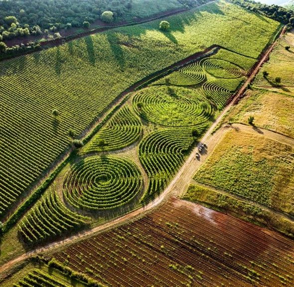 From the vineyard to the world's largest maze comes the wine of ancient Romans