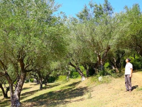 "For me, making olive oil is an act of pure selfishness." The story of the small olive press that has made Cilento great