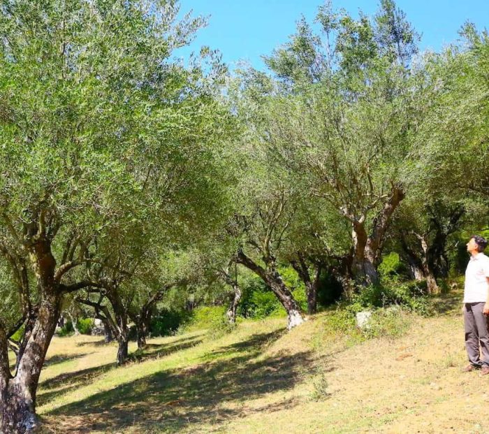 "For me, making olive oil is an act of pure selfishness." The story of the small olive press that has made Cilento great