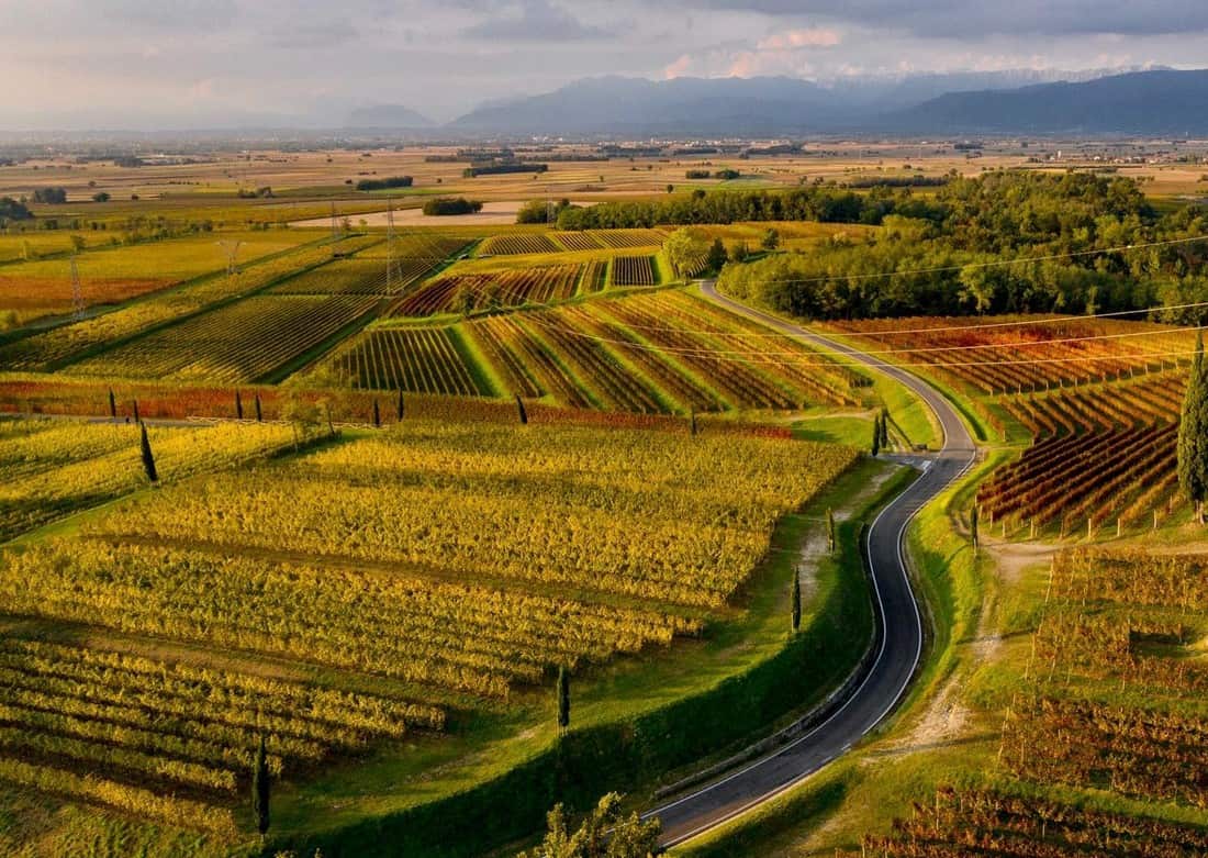 The 15 Ribolla Gialla wines with the best quality-price