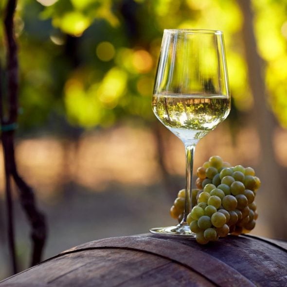 The white wine of the Colli Maceratesi saved from oblivion by courageous winemakers
