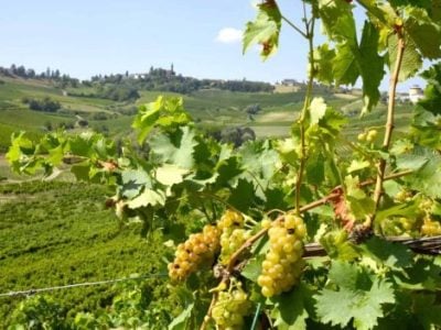 Asti DOCG opens up to Piwi: trials begin on disease-resistant aromatic grape varieties